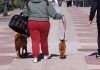 Aparece una cabra paseando por Alcorcón