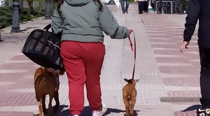 Aparece una cabra paseando por Alcorcón