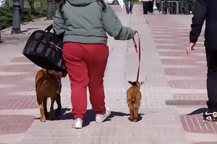 Aparece una cabra paseando por Alcorcón