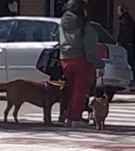 Aparece una cabra paseando por Alcorcón