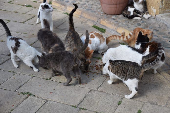 Ciudadanos propone una gestión ética para las colonias felinas de Alcorcón