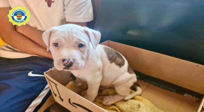 El cachorro abandonado en la calle en Alcorcón ya ha encontrado familia
