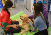 Éxito en la terapia asistida con animales en Alcorcón