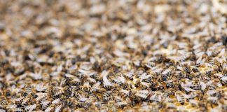Controvertido suceso por culpa de un enjambre de abejas en Alcorcón
