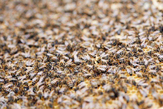 Controvertido suceso por culpa de un enjambre de abejas en Alcorcón