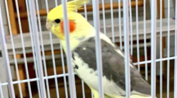 La Ninfa perdida en Alcorcón volvió con su dueño