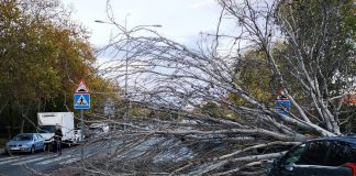 Susto en Alcorcón: cae un árbol de grandes dimensiones en plena calle