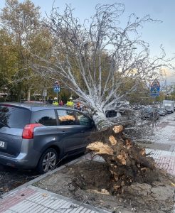 Susto en Alcorcón: cae un árbol de grandes dimensiones en plena calle