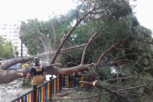 Caen varias ramas de un árbol sobre una niña en Alcorcón