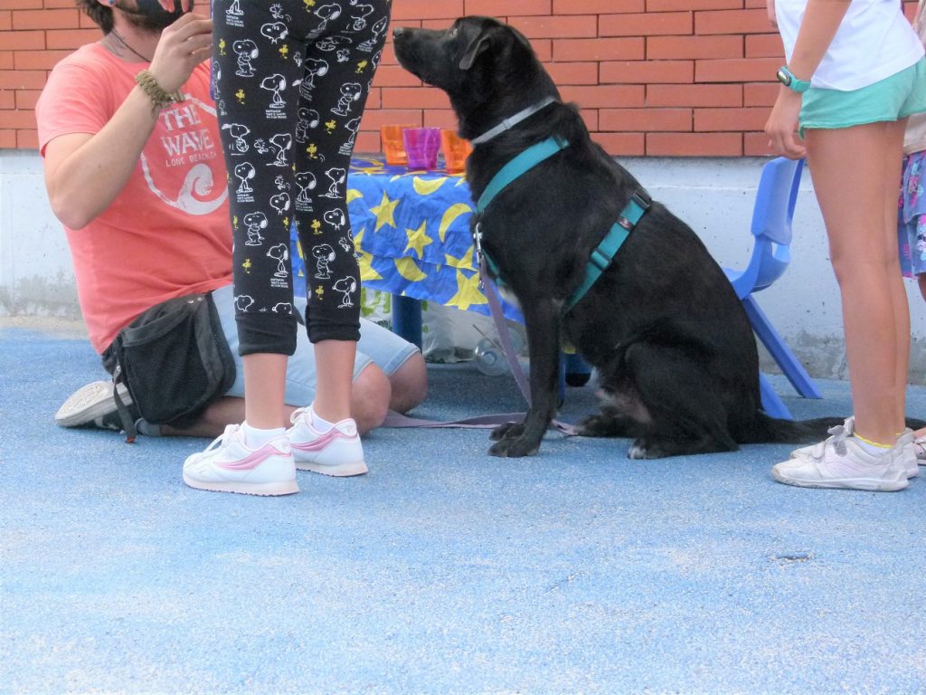 El Hospital Fundación Alcorcón desarrolla un programa asistencial con perros