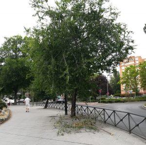 Alcorcón cierra sus parques y zonas al aire libre por el temporal