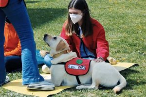 Proyecto de la URJC con perros para reducir el estrés ante exámenes de los alumnos de Alcorcón