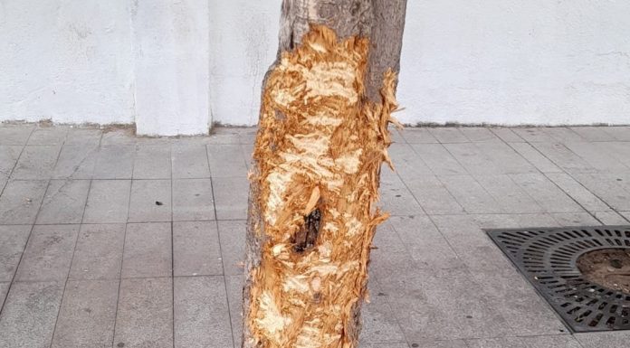 Localizan en Alcorcón al dueño de un perro que ha destrozado varios arboles