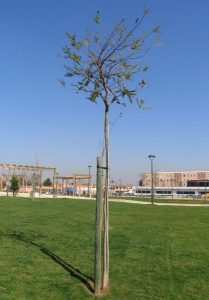 Denuncian el robo de árboles recién plantados en Alcorcón