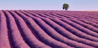 Apuntes desde Alcorcón: Arropado en lavanda