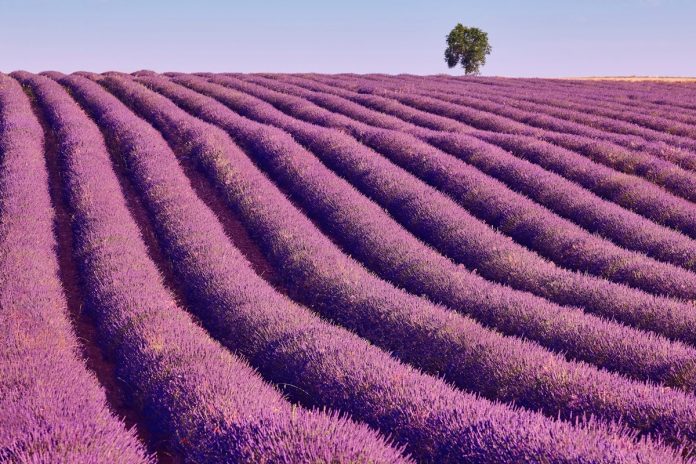 Apuntes desde Alcorcón: Arropado en lavanda