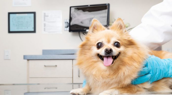 El CIPA de Alcorcón cuenta con servicios de urgencia veterinarias de 24 horas