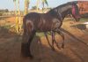 El caballo encontrado en Alcorcón fue robado en Sevilla