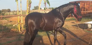 El caballo encontrado en Alcorcón fue robado en Sevilla