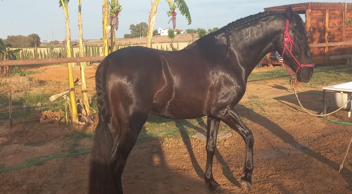 El caballo encontrado en Alcorcón fue robado en Sevilla