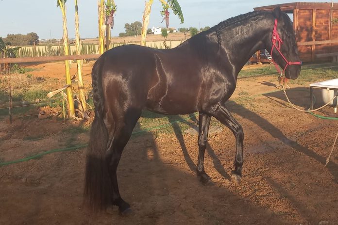 El caballo encontrado en Alcorcón fue robado en Sevilla