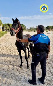 Encuentran un caballo desorientado en Alcorcón