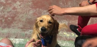 El proyecto de intervención asistida con animales de la URJC de Alcorcón llega a Colombia