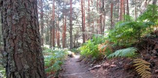 Diez excursiones para los mayores de Alcorcón en el programa de senderismo