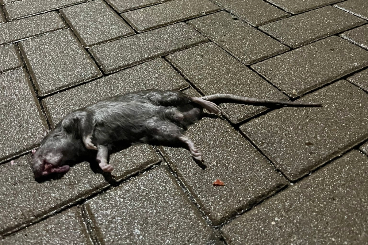 Criticas de vecinos en Alcorcón por una plaga de ratas