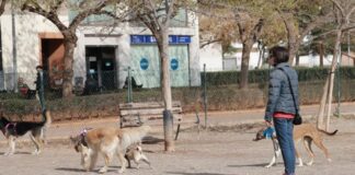 Denunciada la aparición de comida con alfileres en el pipican de la Plaza del Brasil en Alcorcón