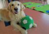 Nueva terapia para alumnos con TGD de los perros de la URJC de Alcorcón