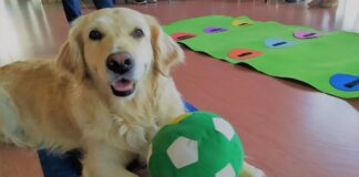 Nueva terapia para alumnos con TGD de los perros de la URJC de Alcorcón