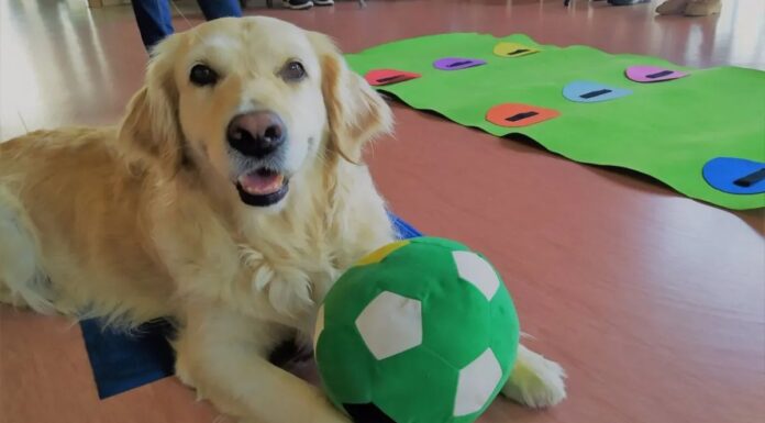 Nueva terapia para alumnos con TGD de los perros de la URJC de Alcorcón