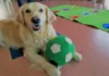 La terapia con perros de la URJC de Alcorcón mejora la vida de los niños en la UCI