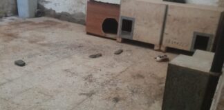 La Policía de Alcorcón clausura una nave de cría y venta ilegal de perros
