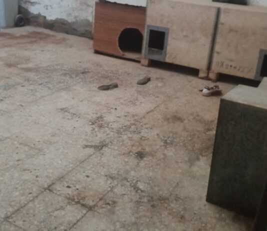 La Policía de Alcorcón clausura una nave de cría y venta ilegal de perros La Policía de Alcorcón clausura una nave de cría y venta ilegal de perros