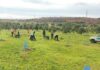 Plantados más de 500 árboles en Alcorcón como parte de la campaña 'Plantando Vida'