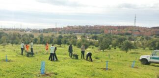 Plantados más de 500 árboles en Alcorcón como parte de la campaña 'Plantando Vida'
