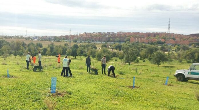 Plantados más de 500 árboles en Alcorcón como parte de la campaña 'Plantando Vida'