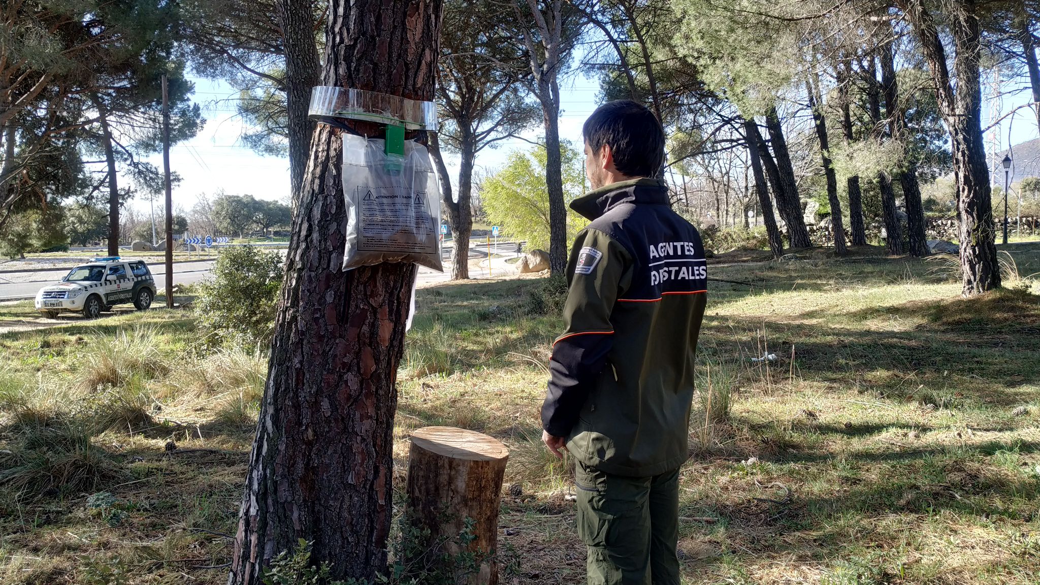 Supervisión en Alcorcón y el resto de la región por la oruga procesionaria