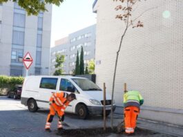 El nuevo acuerdo para el servicio de riego de arbolado de Alcorcón