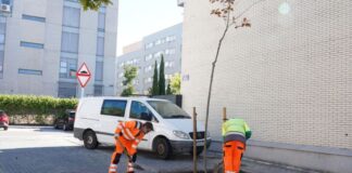 El nuevo acuerdo para el servicio de riego de arbolado de Alcorcón