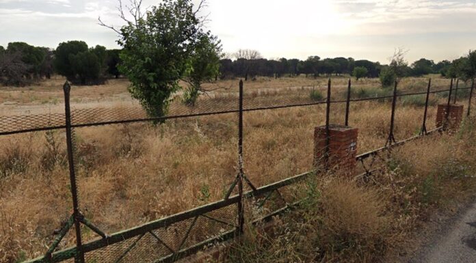 Hallan un zorro muerto en las inmediaciones de Alcorcón