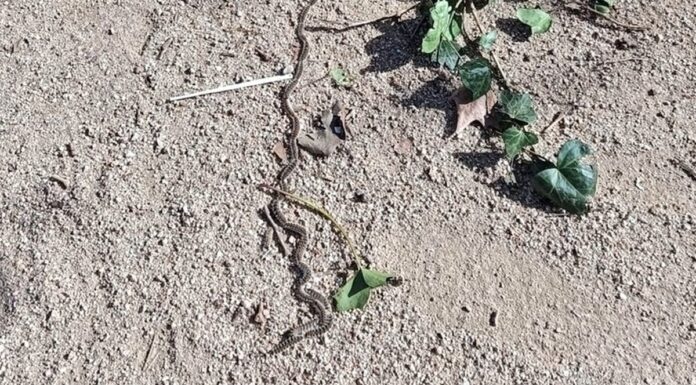 Alcorcón ya está en alerta con la llegada de las orugas procesionarias a sus parques