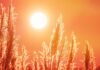 Calor en Alcorcón