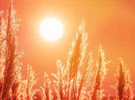 Calor en Alcorcón
