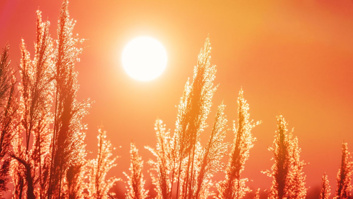Calor en Alcorcón