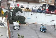 Un árbol de grandes dimensiones cae en el patio del Colegio Ramón y Cajal de Alcorcón