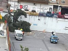 Un árbol de grandes dimensiones cae en el patio del Colegio Ramón y Cajal de Alcorcón