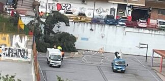 Un árbol de grandes dimensiones cae en el patio del Colegio Ramón y Cajal de Alcorcón